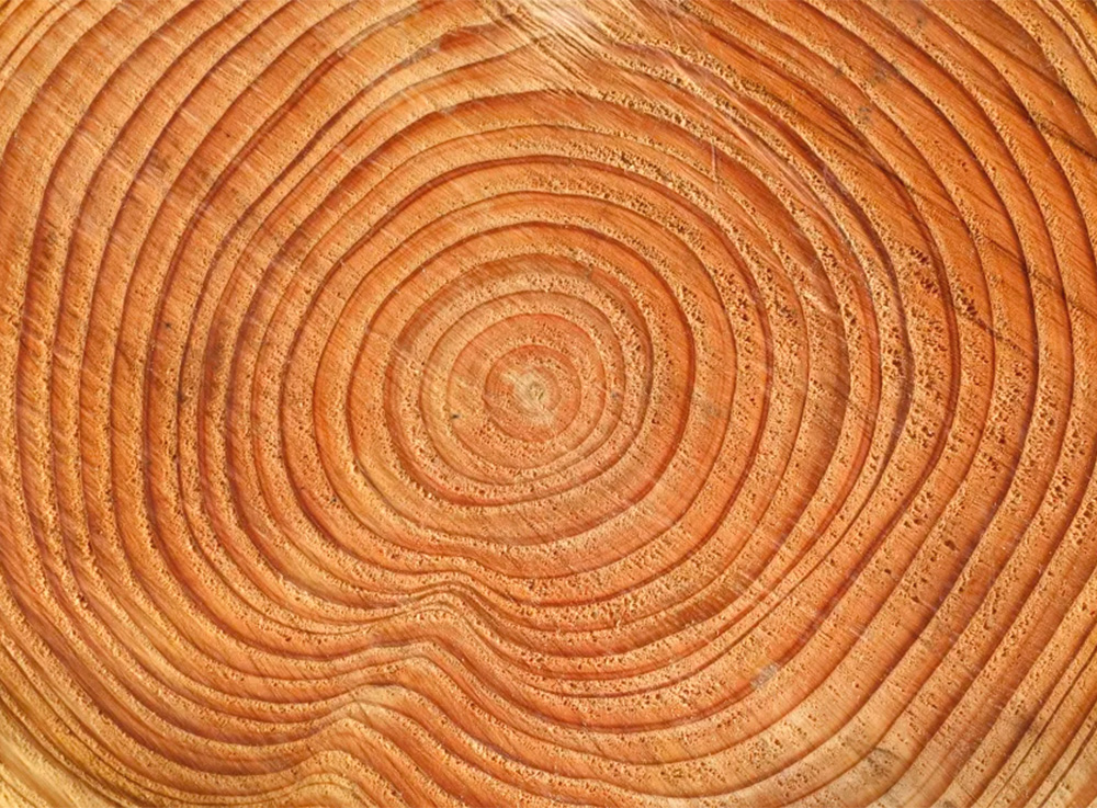 tree rings